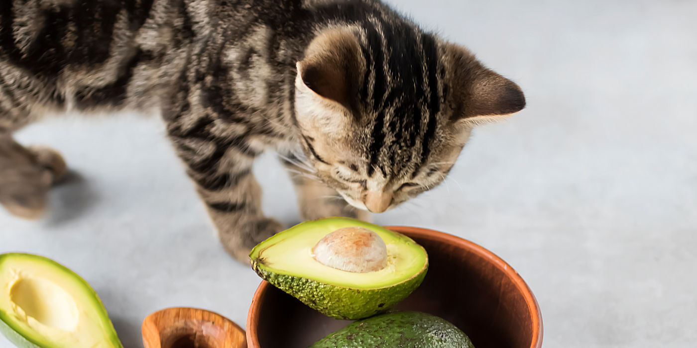 Katze riecht vorsichtig an einer für Katzen giftigen Avocado