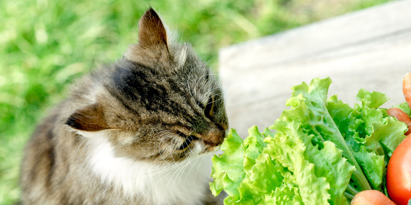 Katze schnuppert an Barf-Gemüse