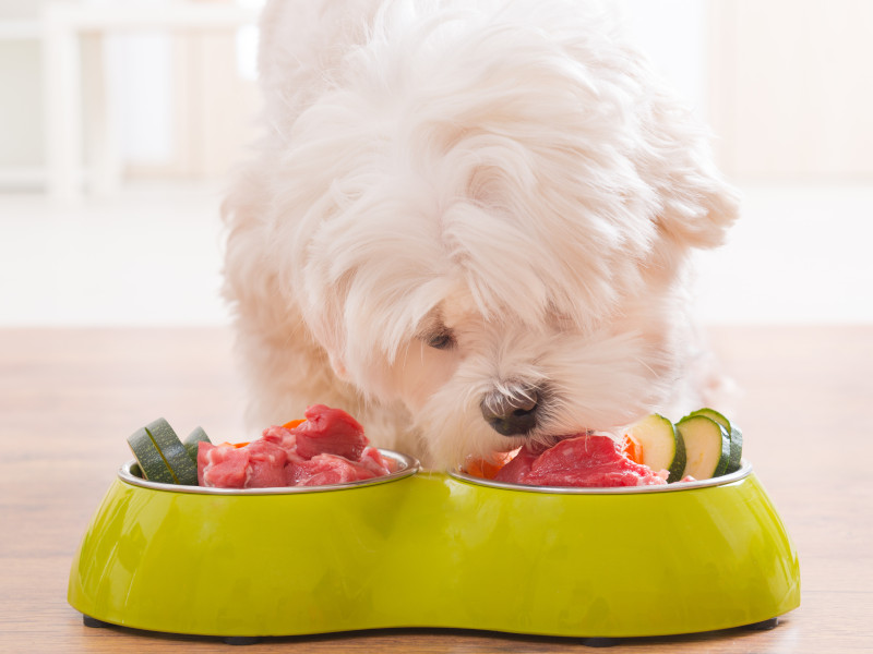 Hund frisst Frischfleisch und Gemüse