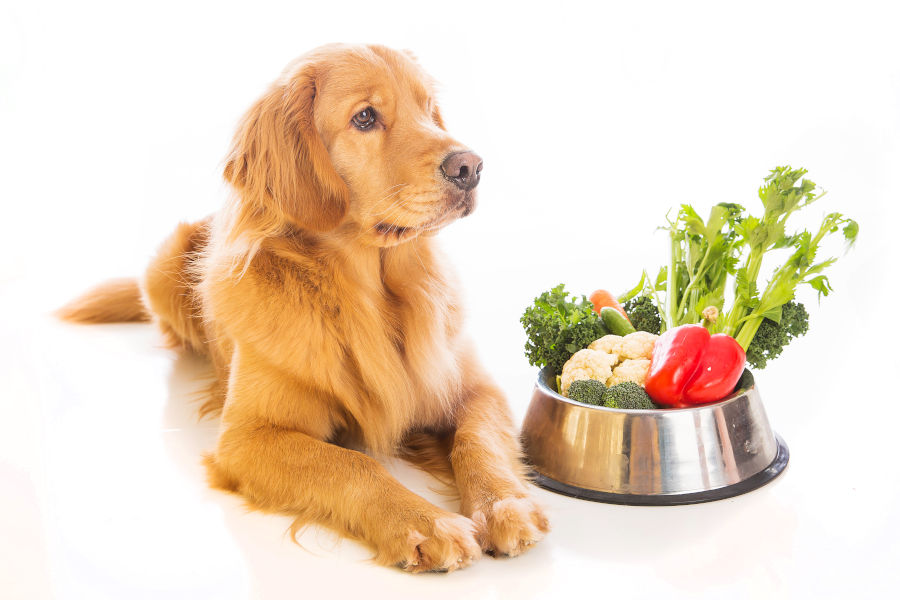 Hund liegt neben einer Schüssel mit Sellerie und anderem Gemüse