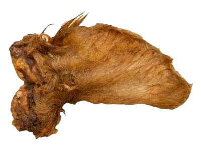 Ein naturbelassenes Rinderohr mit hellbraunem Fell und unregelmäßiger, flacher Struktur. Deutlich sichtbare Fellfasern und Kanten.