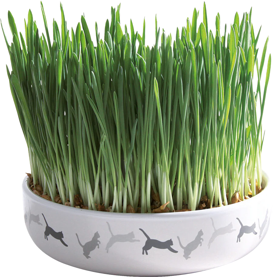 Weiße Keramikschale mit schwarzen Katzen-Silhouetten, aus der dichtes, grünes Katzengras wächst.