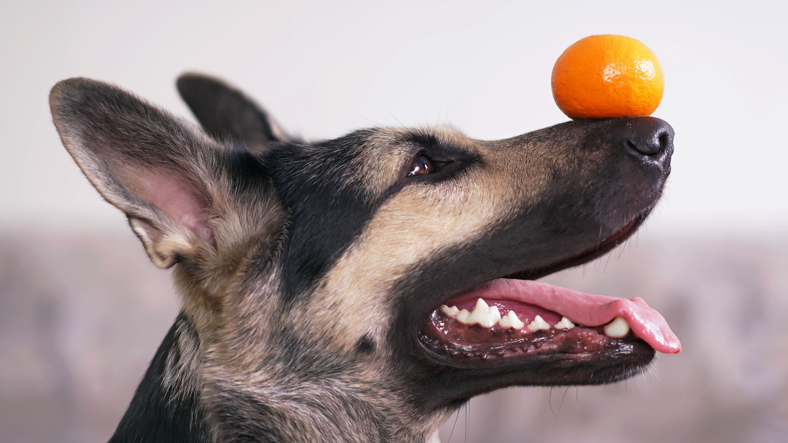 duerfen-hunde-mandarinen-essen