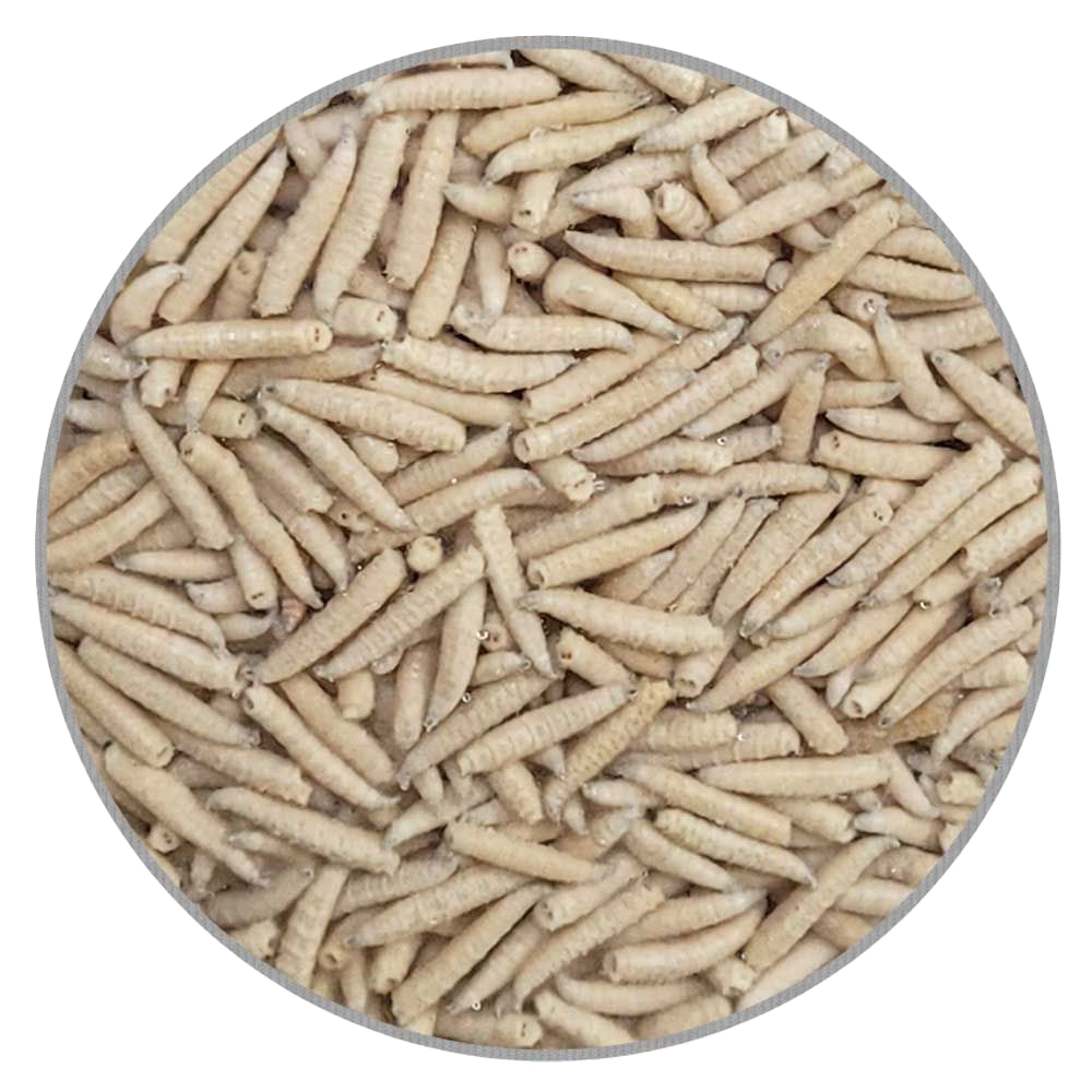 Ein rundes Sichtfenster mit vielen blassbeigen, getrockneten Insektenlarven mit deutlich erkennbarer Rillenstruktur, dicht aneinandergeschichtet.