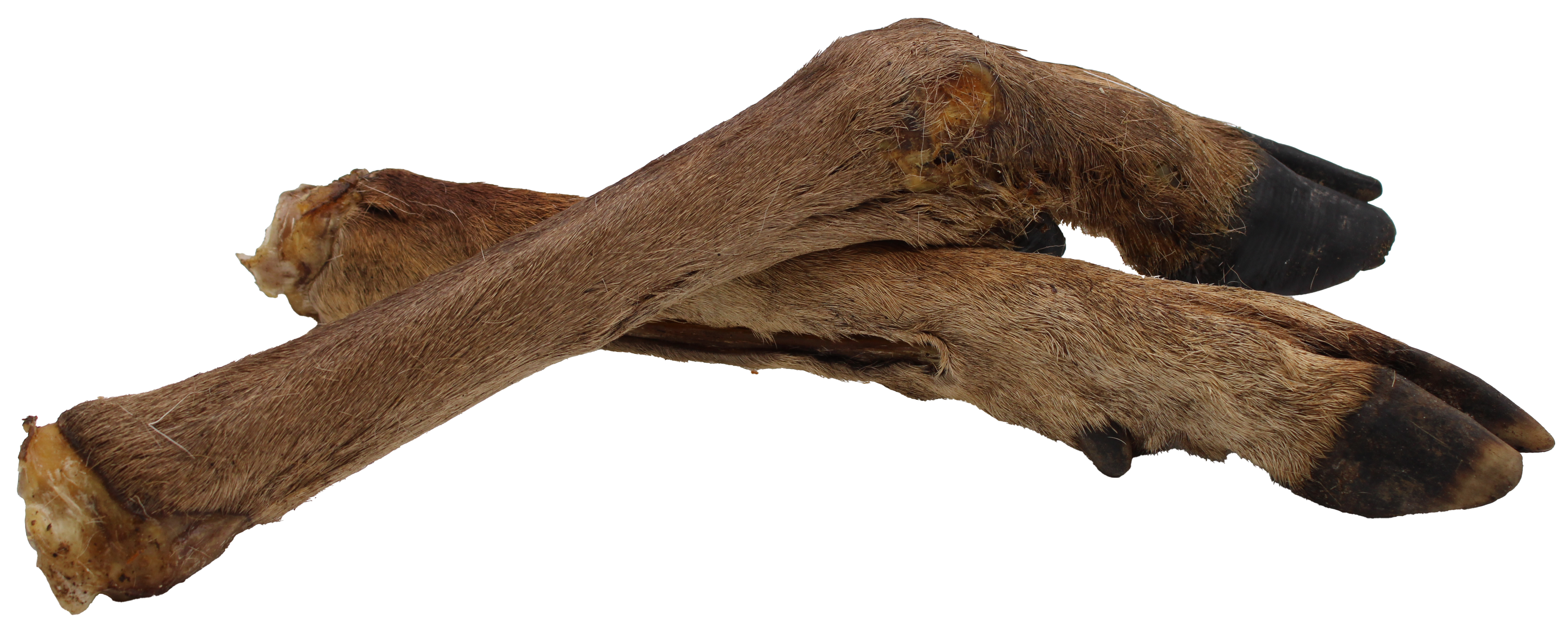 Hirschbein getrocknet