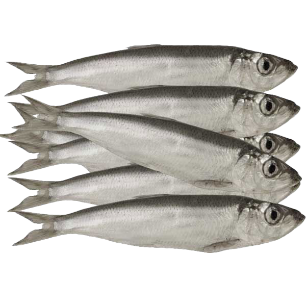 Mehrere silbrig-graue Sprotten liegen nebeneinander mit ausgerichteten Köpfen und geschlossenen Augen auf weißem Untergrund.