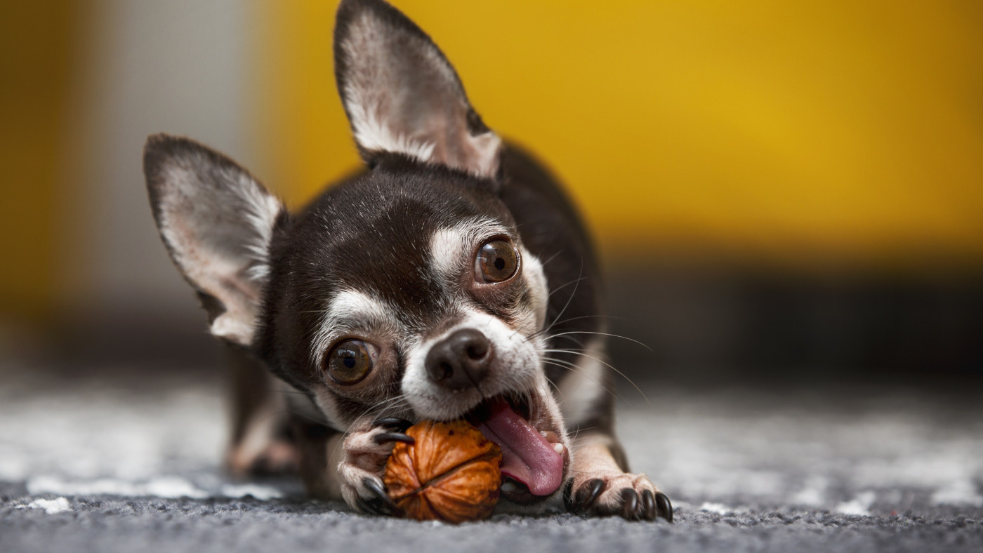 Hund-Nuesse hund-nuesse