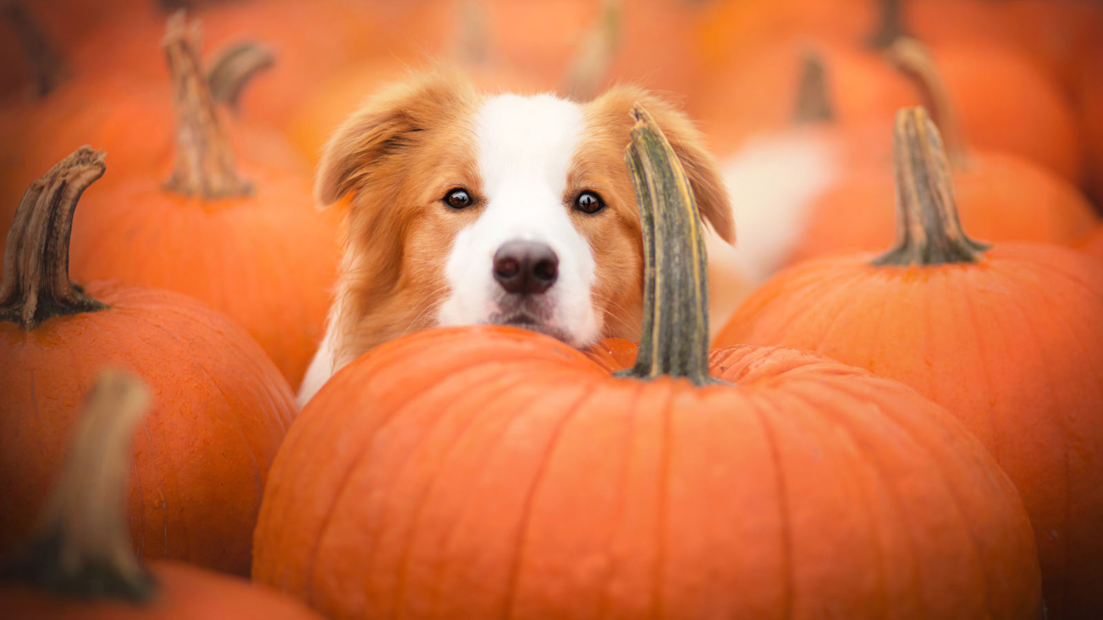 duerfen-hunde-kuerbis-essen duerfen-hunde-kuerbis-essen