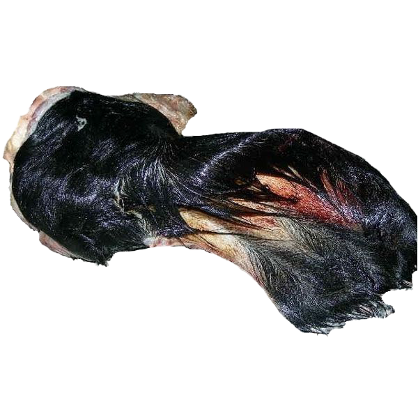 Ein gefrorenes Rinderohr mit schwarzem Fell und sichtbarer Ohrmuschel. Die Oberfläche zeigt grobe Fellstruktur mit roten und hellen Stellen.
