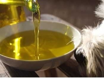 Ein gelbes Öl wird aus einer Flasche in eine weiße Schale gegossen. Rechts am Bildrand ist die Schnauze eines langhaarigen Hundes zu sehen.