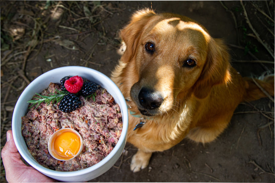 Hund bekommt eine Futterschüssel mit Brombeeren und weiteren Barf-Zutaten