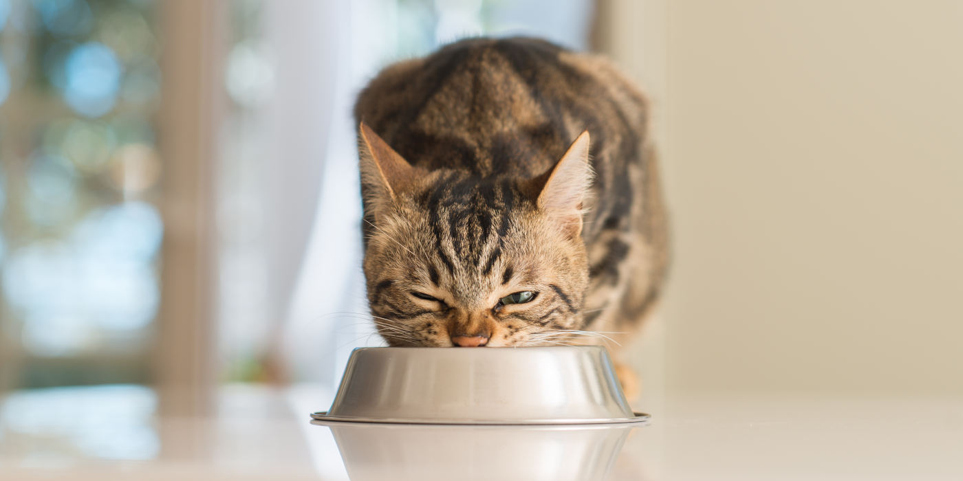 barf-menue-katzen