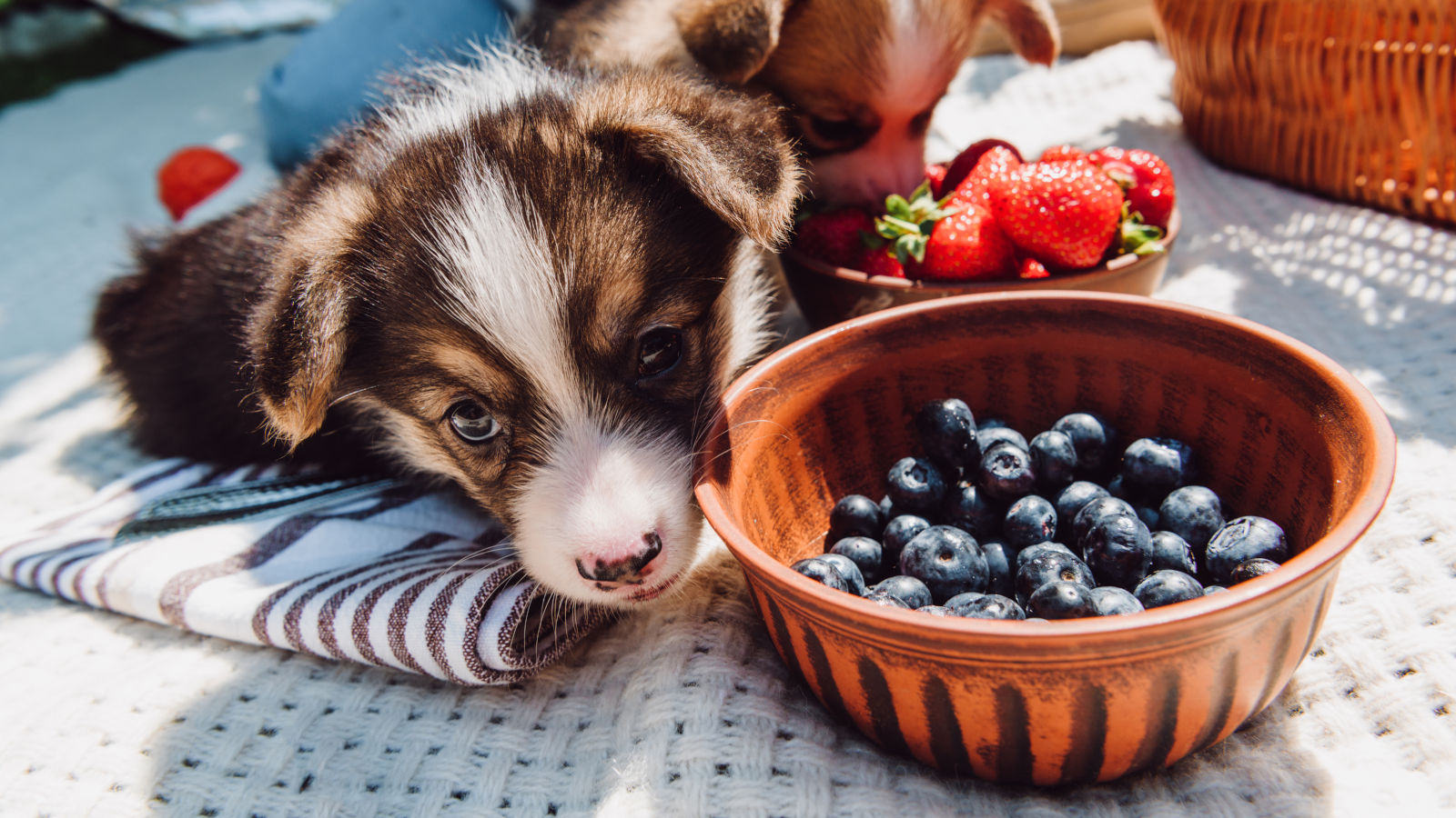 duerfen-hunde-blaubeeren-essen duerfen-hunde-blaubeeren-essen