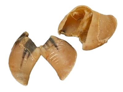 Zwei helle, braun-gelbliche getrocknete Rinderhufe mit glänzender Oberfläche und dunkleren Streifen, halbkreisförmig geöffnet und glattkantig, auf weißem Hintergrund