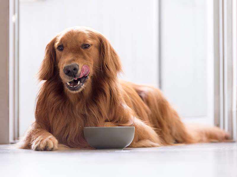 Hund frisst Pferdefleisch