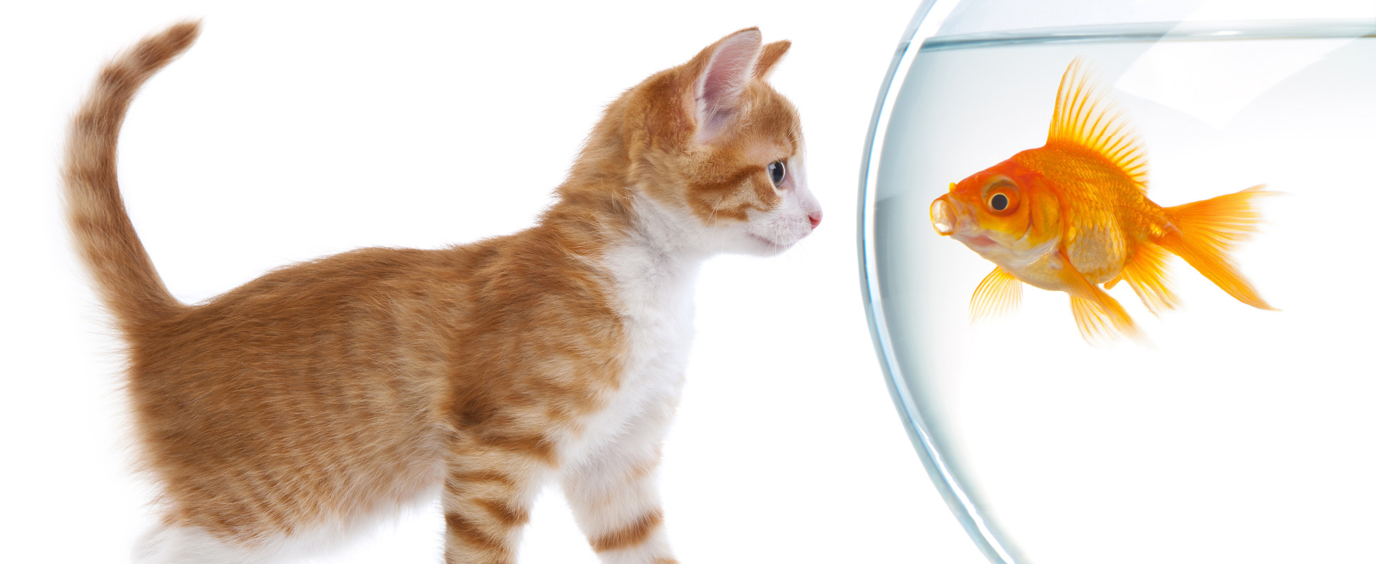 fisch-und-katze
