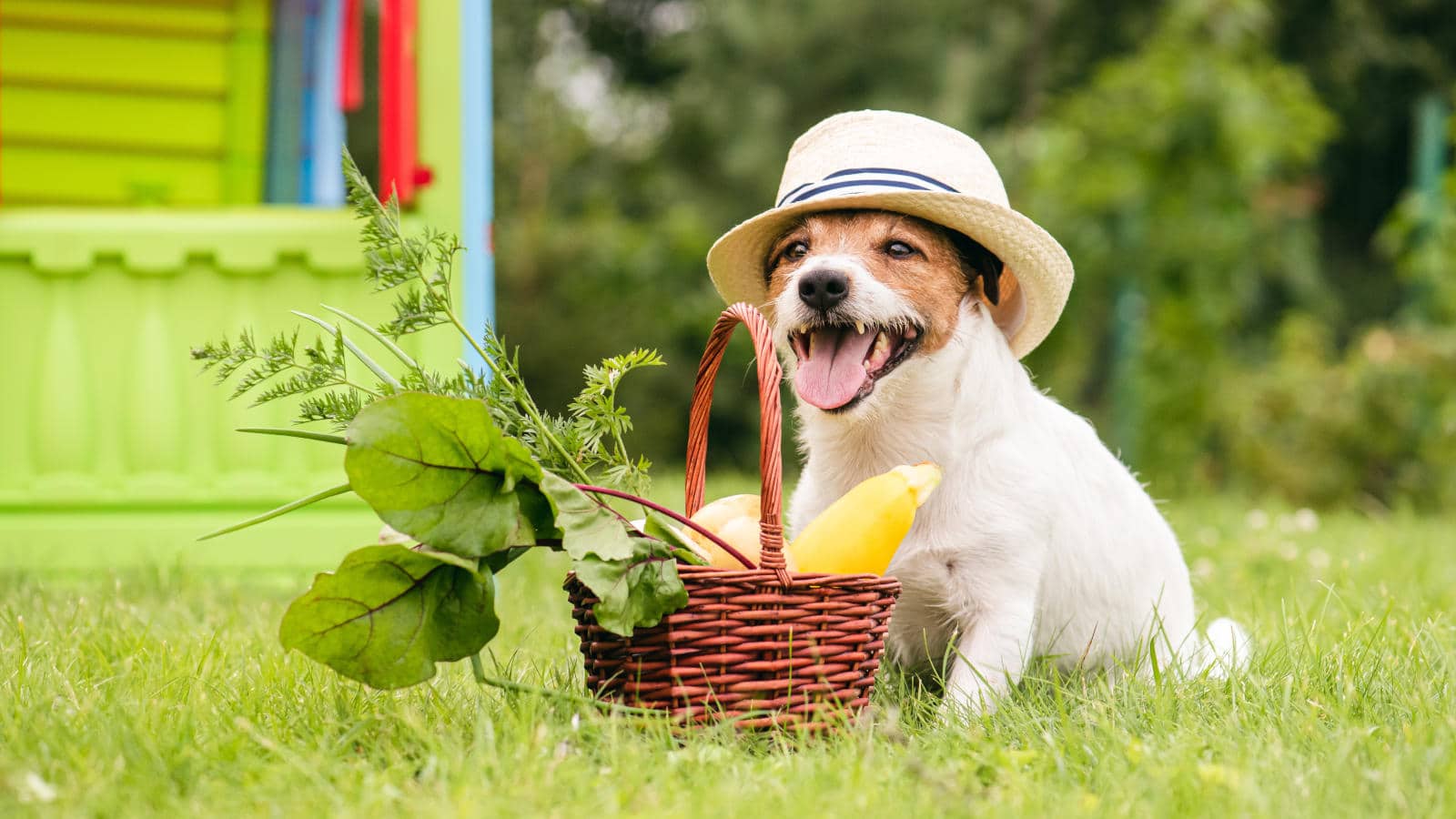 duerfen-hunde-rote-beete-essen