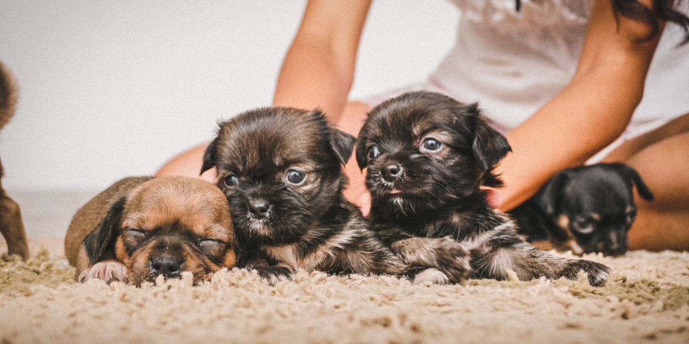 Vier Hundewelpen auf einem Teppich