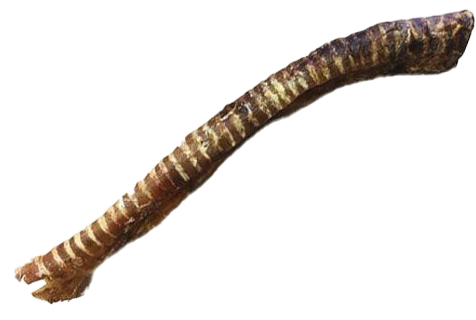 Eine ganze, längliche Rinderstrosse mit deutlicher Ringstruktur. Die Oberfläche zeigt braun-beige Farbtöne und ist leicht gebogen mit faserig ausgefranstem Ende.