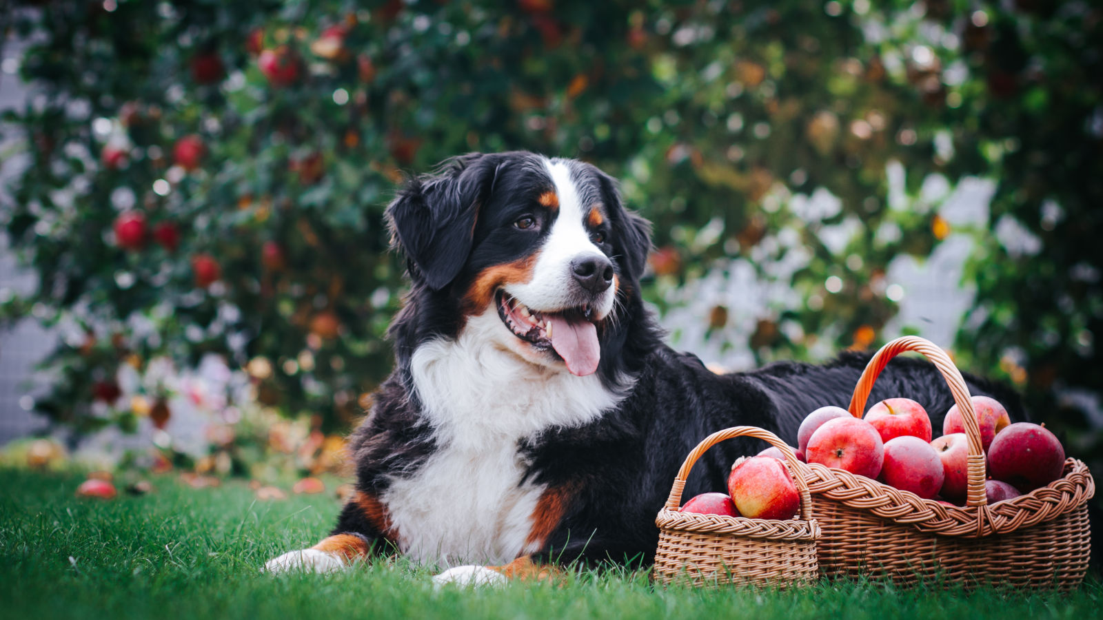 duerfen-hunde-aepfel-essen duerfen-hunde-aepfel-essen