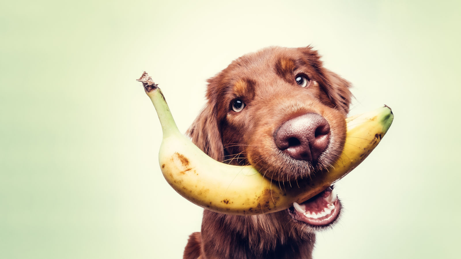duerfen-hunde-bananen-essen duerfen-hunde-bananen-essen