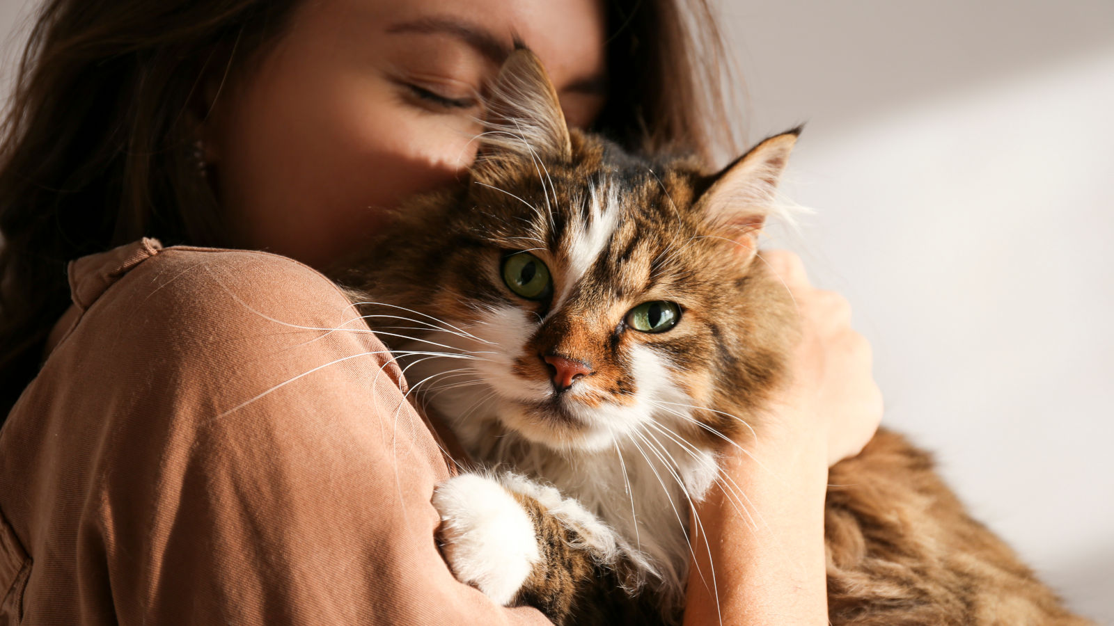 barfen-katze barfen-katze