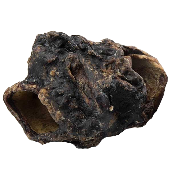 Ein großer, dunkelbraun bis schwarz getrockneter Rinderkehlkopf mit unregelmäßiger, wulstiger Oberfläche und zwei gut sichtbaren Hohlräumen an den Seiten.