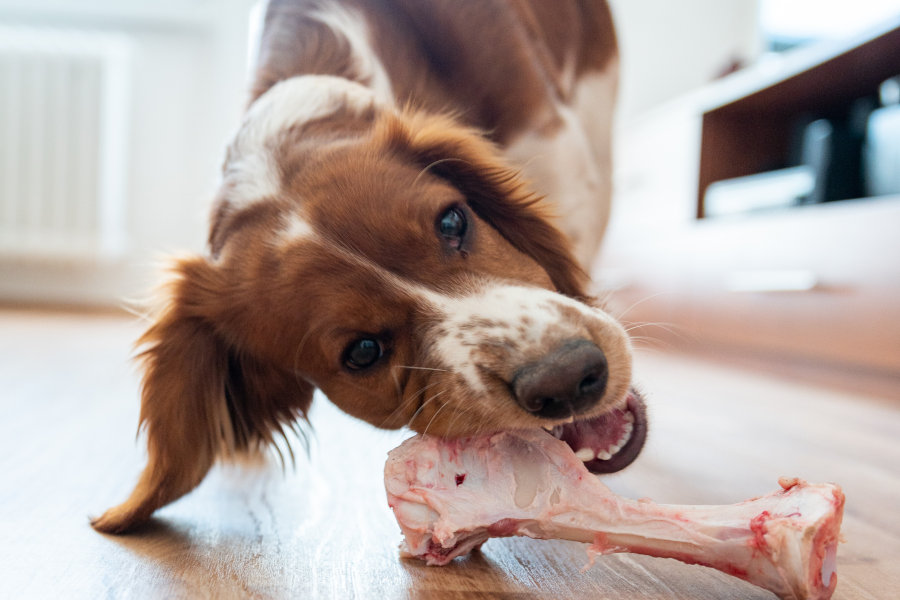 Kleiner Hund kaut einen Barf-Knochen