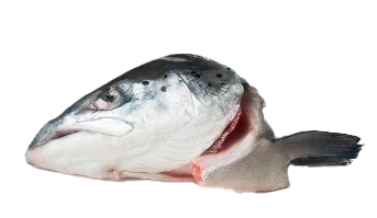 Ein roher Lachskopf mit Flossenansatz, silbergrau glänzend mit dunklen Flecken, auf weißem Hintergrund.