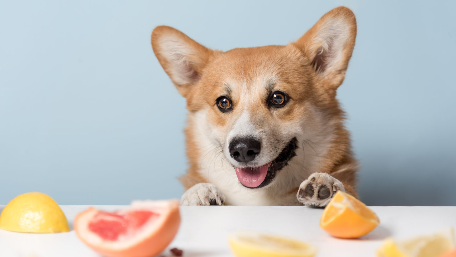 duerfen-hunde-orangen-essen