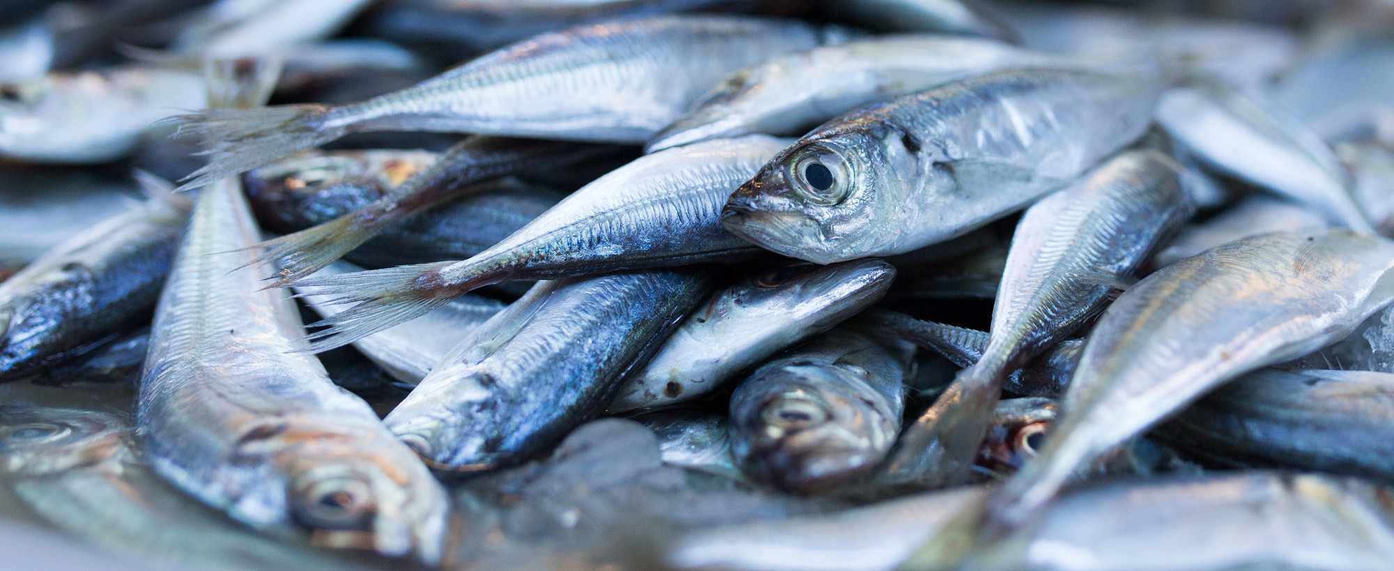 fisch-omega3