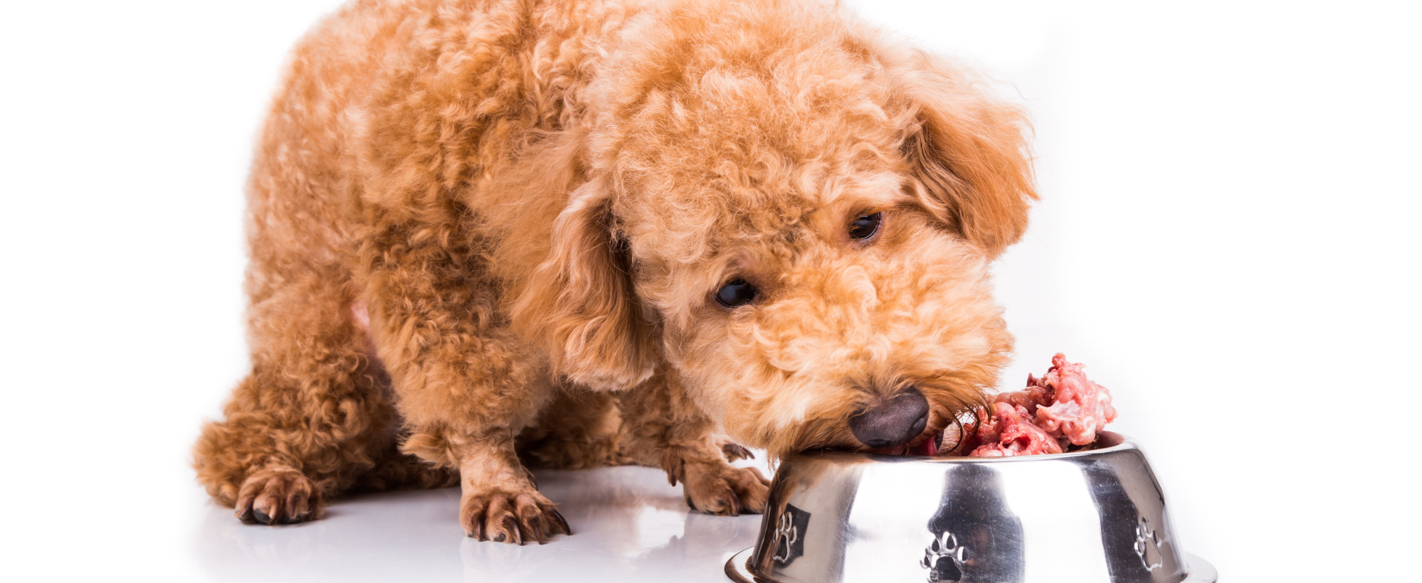 barf-hundefutter