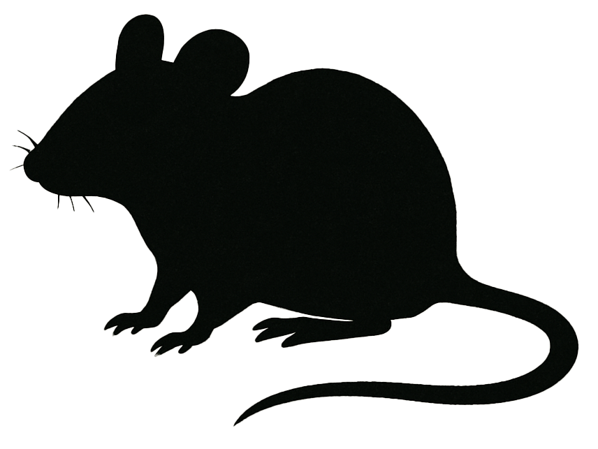 Futtermaus groß >23g, 1000g Beutel Eine schwarze Silhouette einer Maus im Profil auf hellem Hintergrund. Der Körper ist klein und rund, mit großen Ohren, spitzer Schnauze und einem dünnen, leicht gebogenen Schwanz.