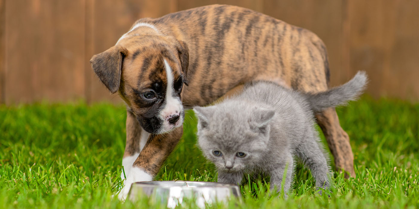 innereien-fuer-hunde-und-katzen