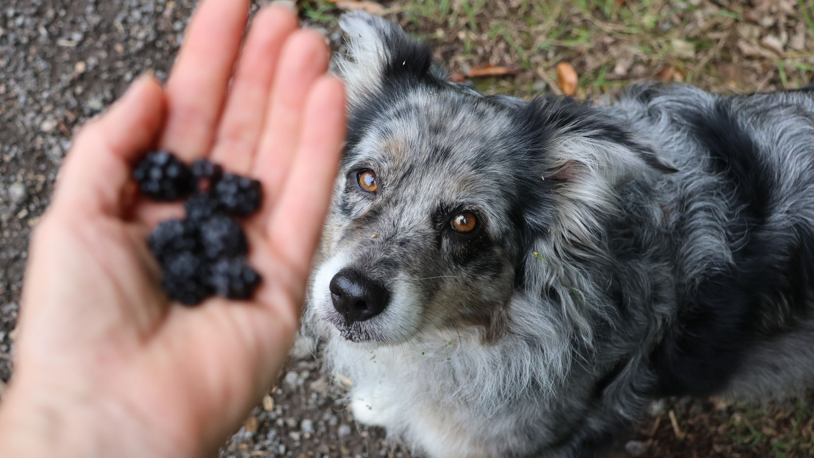 duerfen-hunde-brombeeren-essen