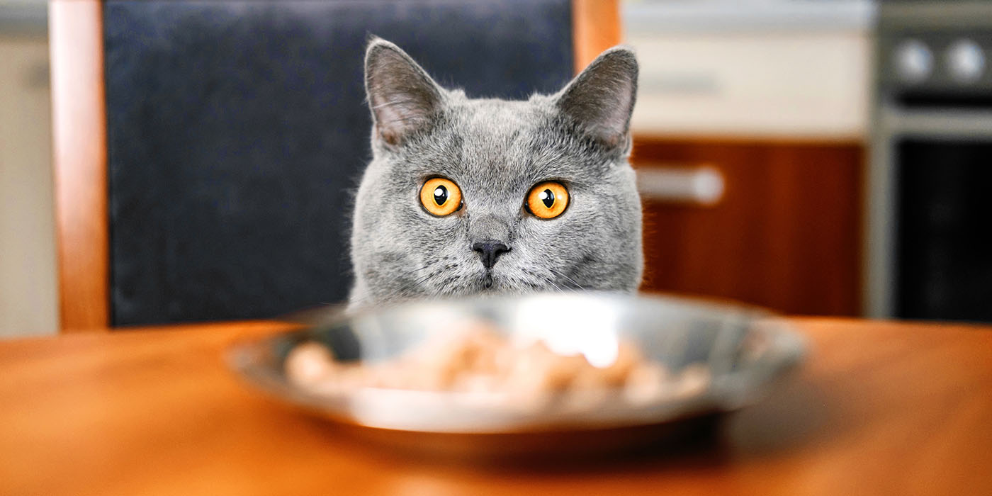 barf-katzenfutter