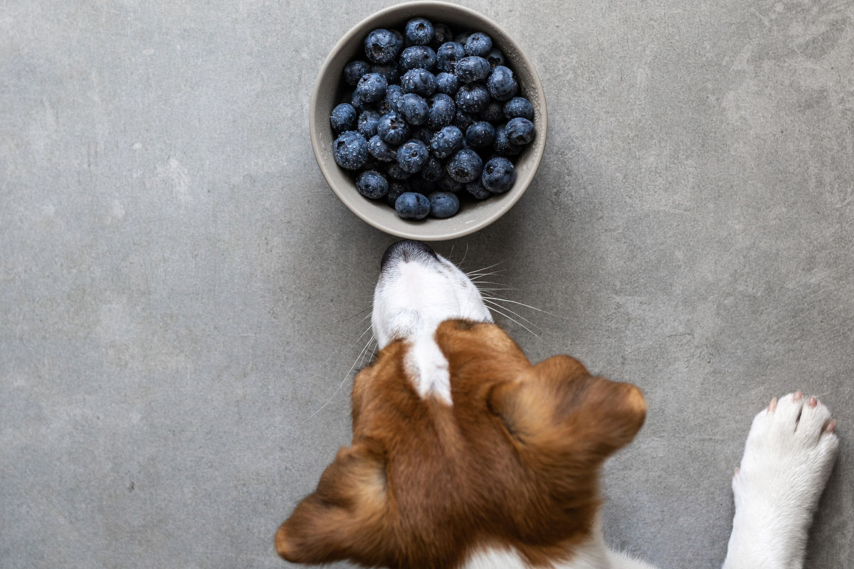 Hund beschnüffelt eine Schüssel mit Blaubeeren