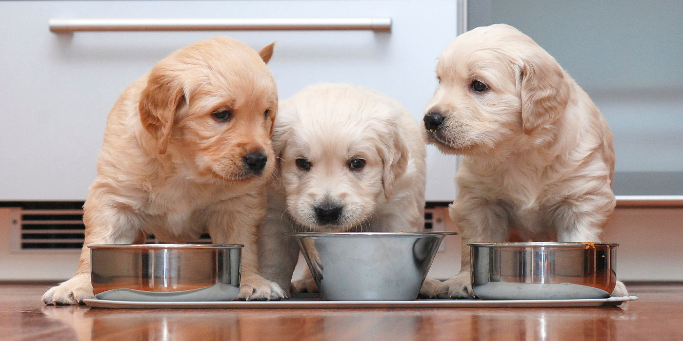 Drei Welpen fressen Barf-Futter