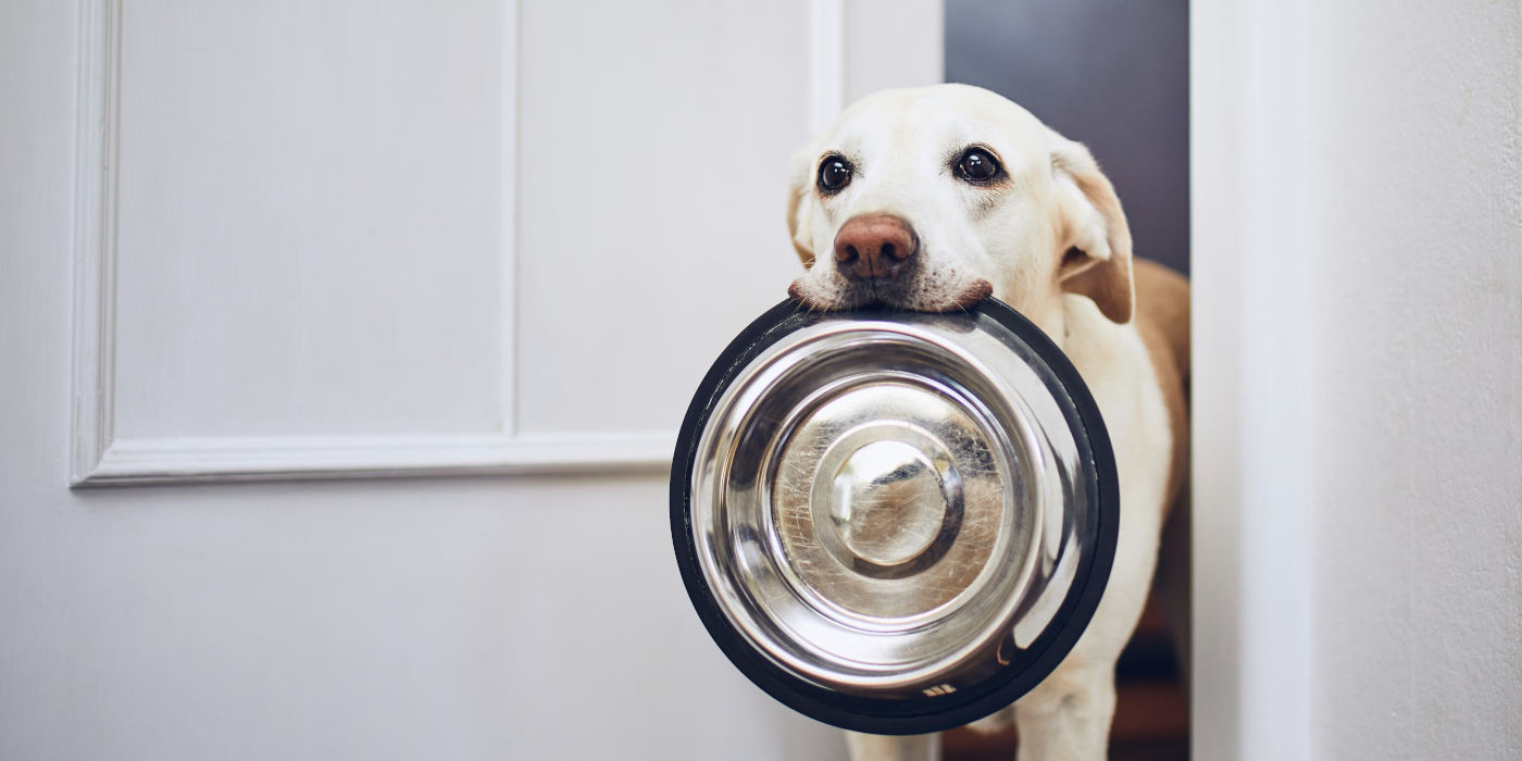 barf-futter-hund