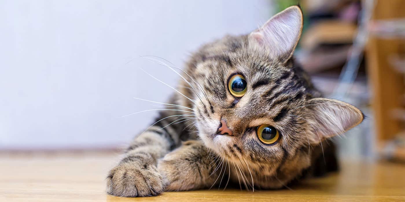 barf-fleisch-fuer-katzen