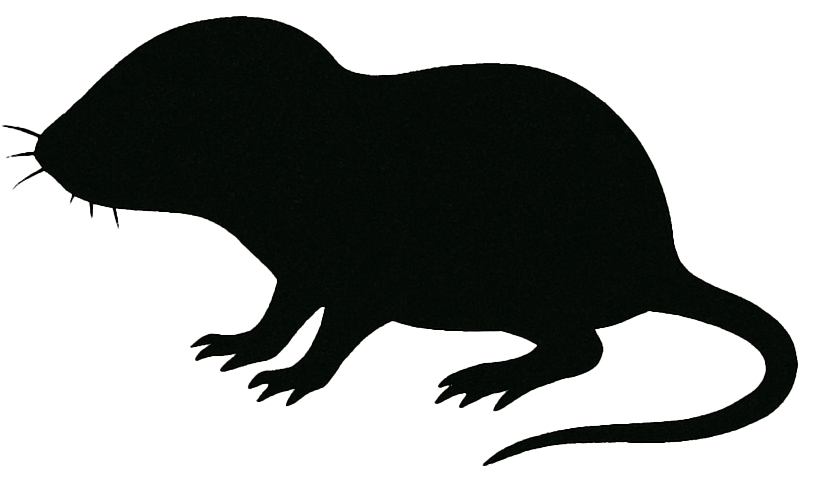Baby Futtermaus  1- 2g, 100 Stück Eine schwarze Silhouette einer Maus mit rundem Körper, kurzem Kopf, feinen Schnurrhaaren und langem Schwanz. Die einfache Form hebt sich deutlich vom hellen Hintergrund ab.