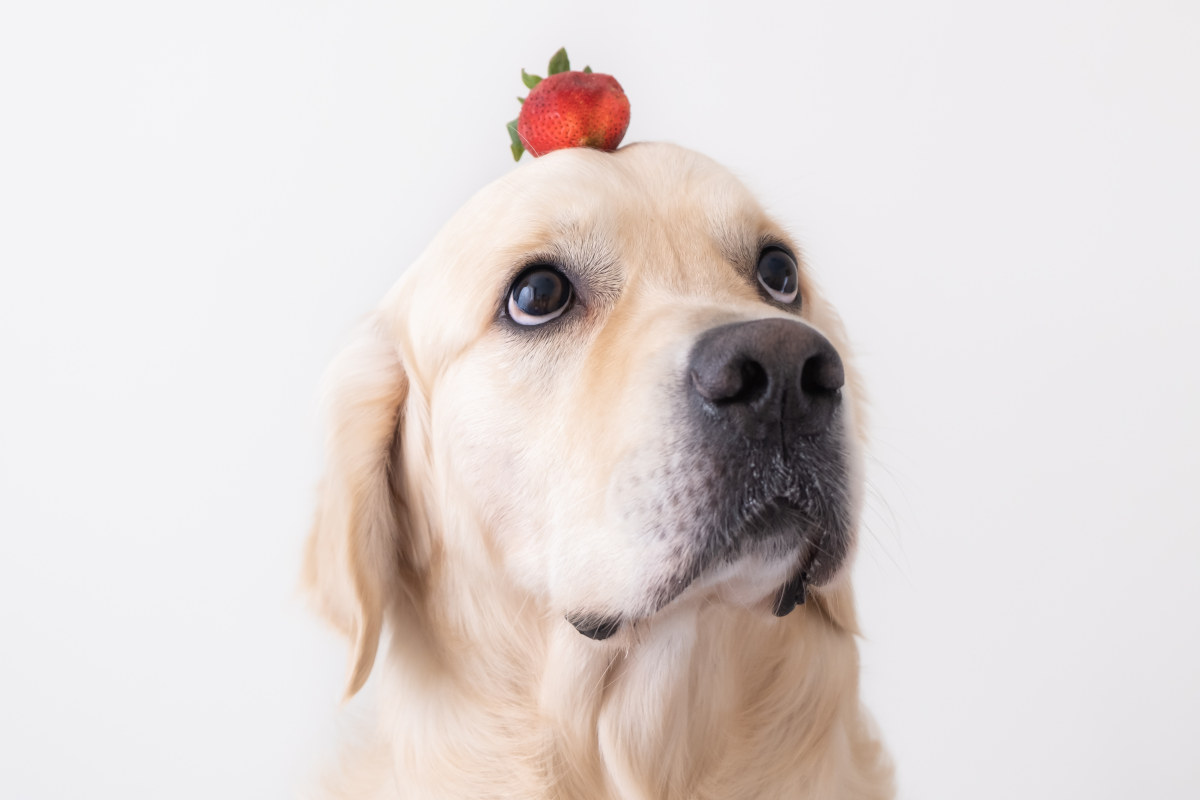 Hund mit einer Erdbeere auf dem Kopf