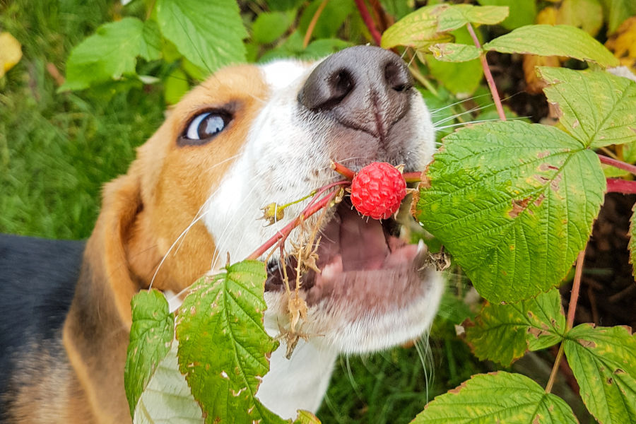 Hund schnappt eine Himbeere vom Strauch