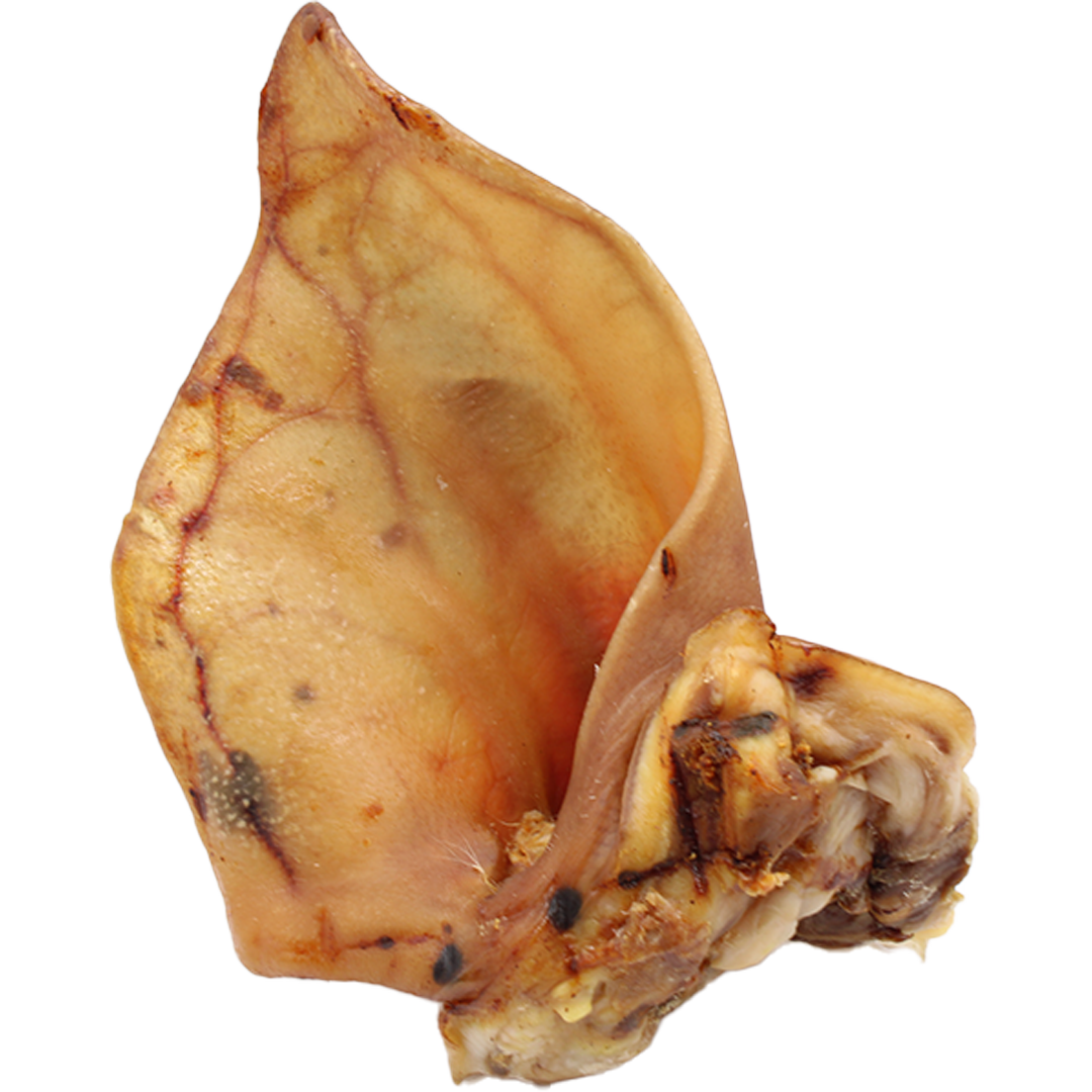 Getrocknetes Schweineohr in natürlicher Form, goldbraun bis dunkelbraun, mit glatter bis leicht runzliger Oberfläche und deutlich erkennbarer Ohrstruktur.