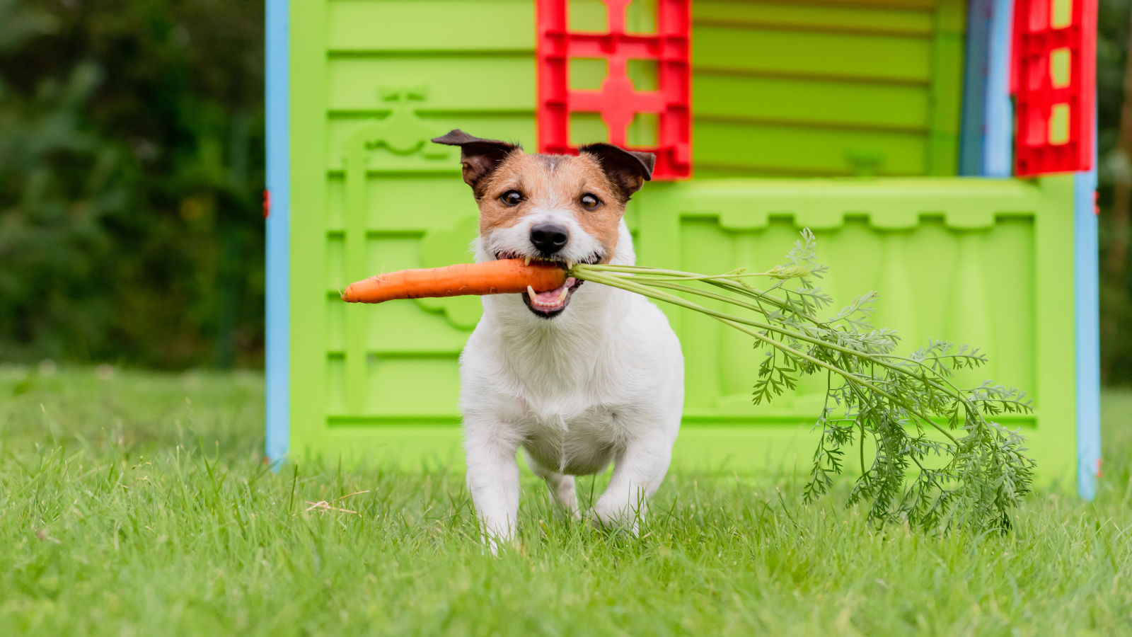duerfen-hunde-karotten-essen