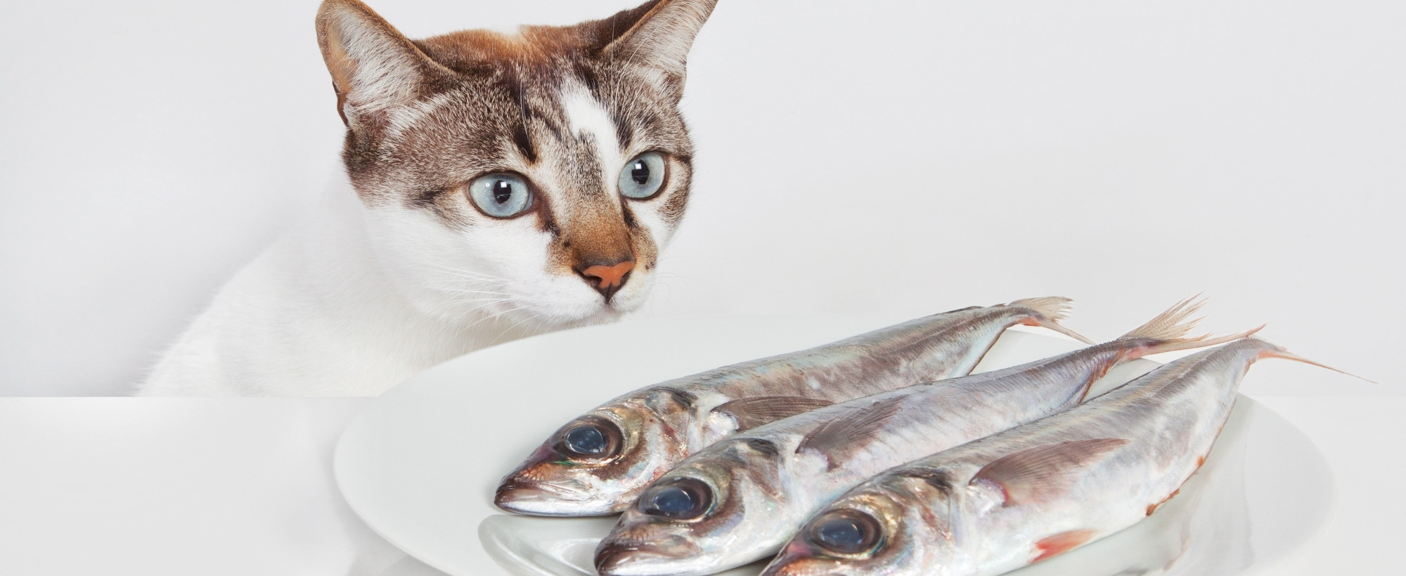 fisch-katzenfutter