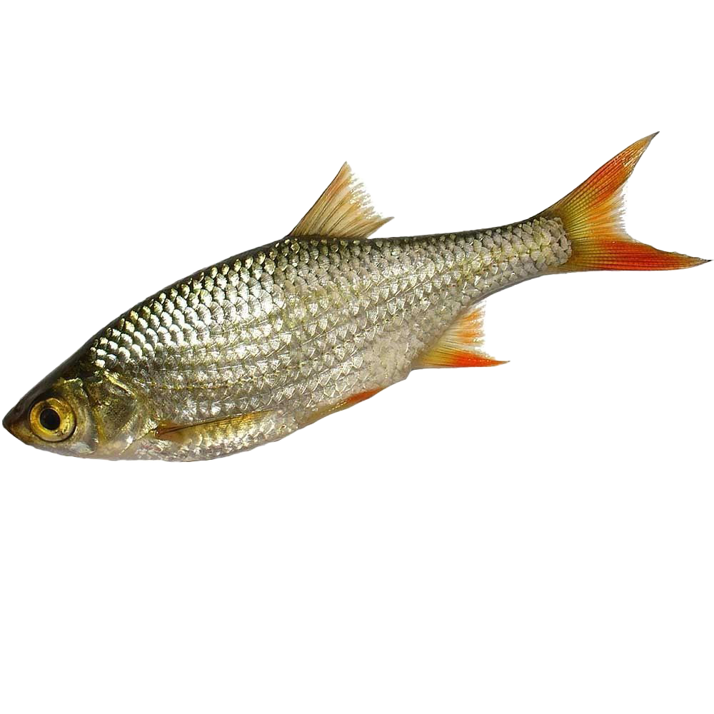 Ein ganzer Silberfisch mit glänzenden Schuppen, rötlichen Flossen und offenem Auge auf weißem Hintergrund.