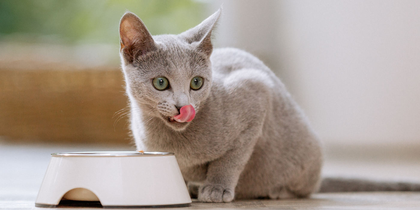 muskelfleisch-barf-katze