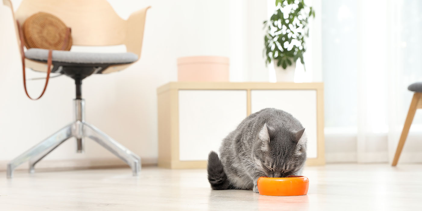 barf-futter-katze