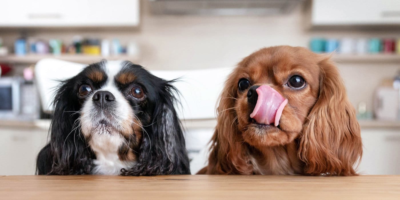 barf-hundefutter4ydQl4GSUuir6